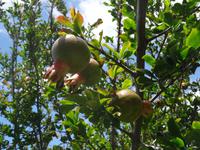 Faja dos Padres - Maracuja