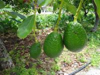 Faja dos Padres - Avocado