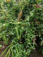 Wanderung zum Aussichtspunkt Balcoes in Ribeiro Frio