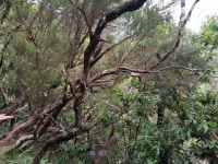 Wanderung zum Aussichtspunkt Balcoes in Ribeiro Frio