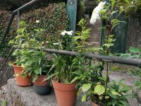 Wanderung zum Aussichtspunkt Balcoes in Ribeiro Frio