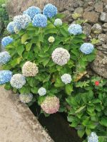 Wanderung entlang der Leveda do Castelejo