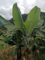 Wanderung entlang der Leveda do Castelejo