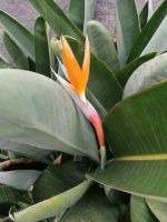 Wanderung entlang der Leveda do Castelejo