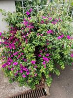 Wanderung entlang der Leveda do Castelejo