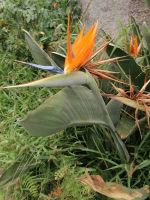 Wanderung entlang der Leveda do Castelejo