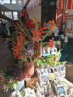 Markthalle in Funchal