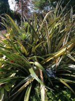 Botanischer Garten in Funchal