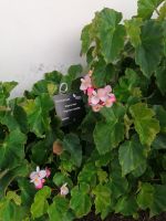 Botanischer Garten in Funchal