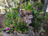 Botanischer Garten in Funchal