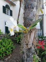 Botanischer Garten in Funchal
