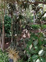 Botanischer Garten in Funchal
