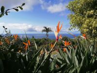 Botanischer Garten in Funchal
