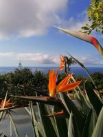 Botanischer Garten in Funchal