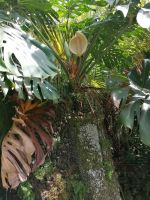 Botanischer Garten in Funchal