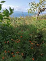 Botanischer Garten in Funchal
