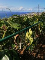 Botanischer Garten in Funchal