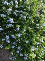 Botanischer Garten in Funchal