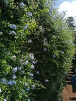 Botanischer Garten in Funchal