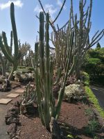 Botanischer Garten in Funchal