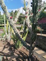 Botanischer Garten in Funchal