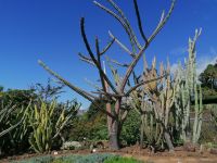 Botanischer Garten in Funchal