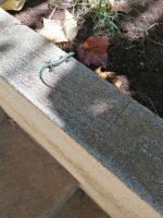 Krokodile von Madeira