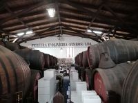 Weingut d´Oliveira in Funchal