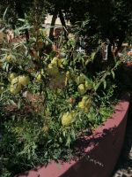 Kräutergarten Quinta Esmeralda 