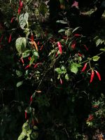 Kräutergarten Quinta Esmeralda