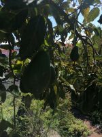 Kräutergarten Quinta Esmeralda