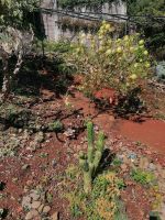 Kräutergarten Quinta Esmeralda