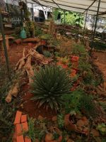 Kräutergarten Quinta Esmeralda