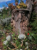 Kräutergarten Quinta Esmeralda