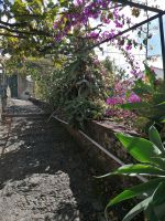 Orchideen Garten in Funchal