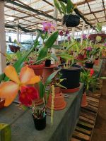 Orchideen Garten in Funchal