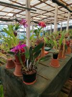 Orchideen Garten in Funchal