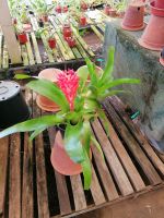 Orchideen Garten in Funchal