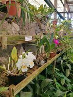 Orchideen Garten in Funchal