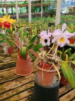 Orchideen Garten in Funchal