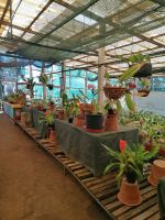 Orchideen Garten in Funchal