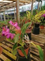 Orchideen Garten in Funchal