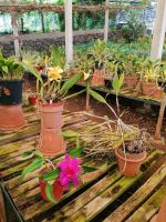 Orchideen Garten in Funchal