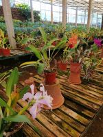 Orchideen Garten in Funchal