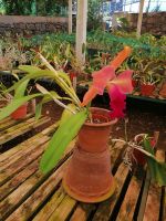 Orchideen Garten in Funchal