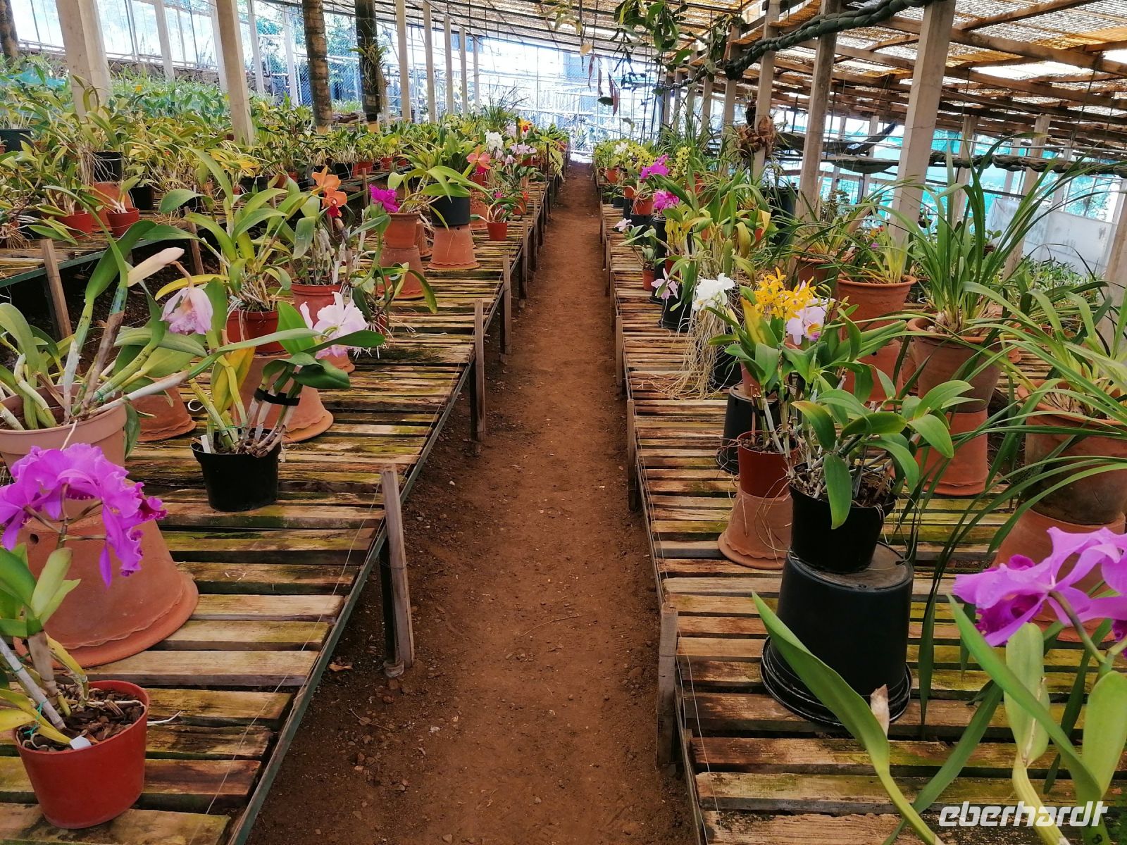 Orchideen Garten in Funchal