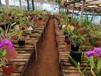 Orchideen Garten in Funchal