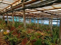 Orchideen Garten in Funchal