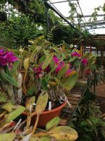 Orchideen Garten in Funchal