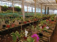 Orchideen Garten in Funchal